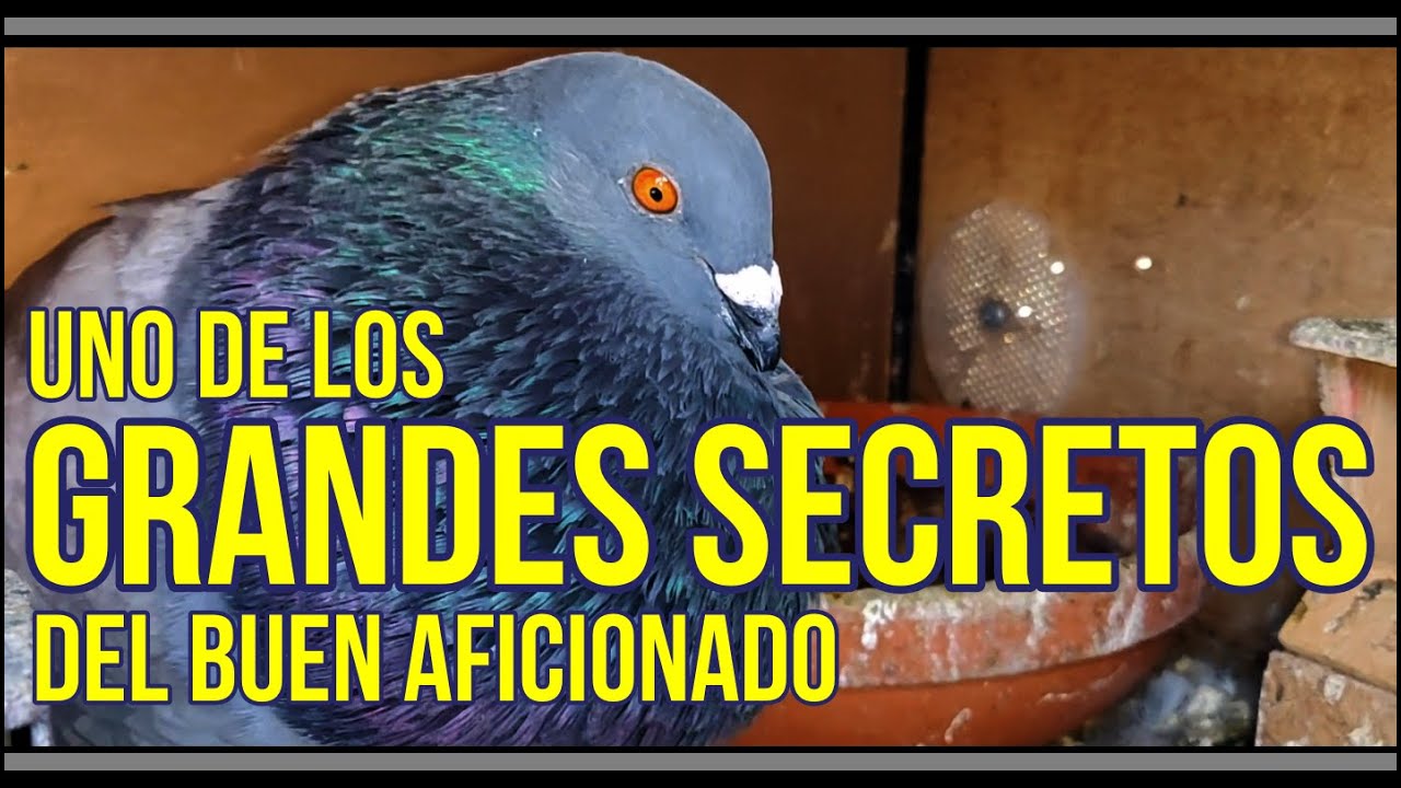 Uno de los GRANDES SECRETOS del buen aficionado...🤔🤔