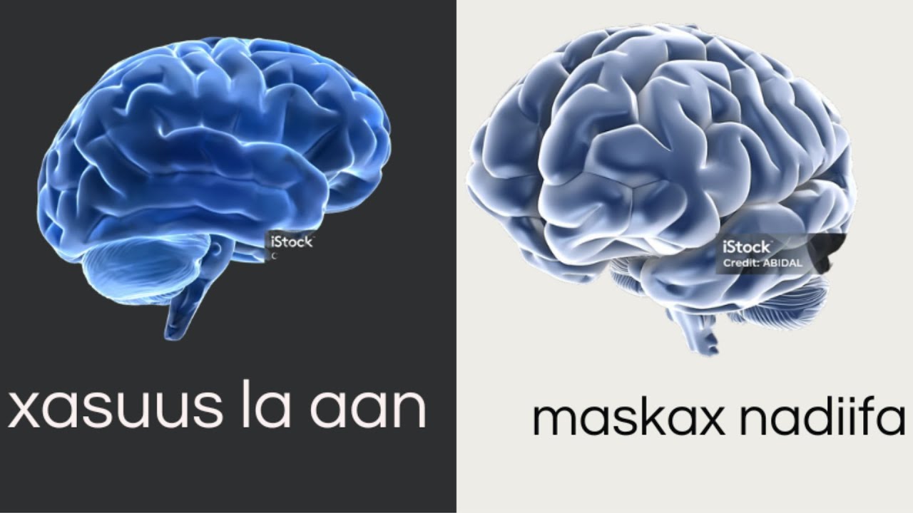 maxaa keena xasuus la aanta? | halmaanka