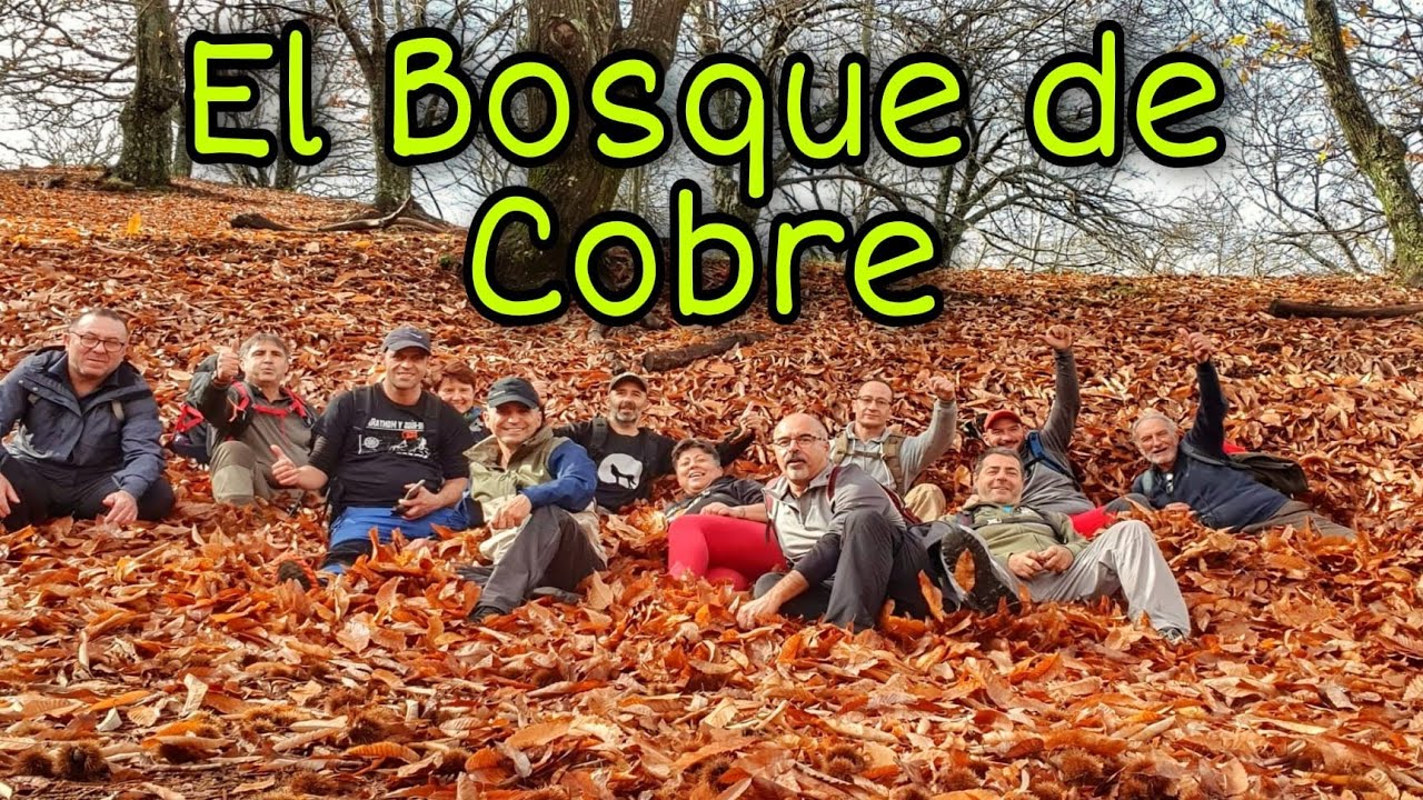 EL BOSQUE DE COBRE DE PUJERRA ( MALAGA )