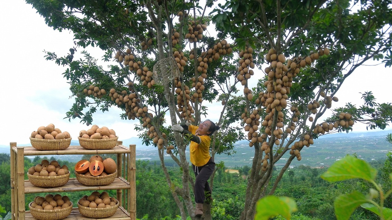 Harvest Persimmons To Sell At The Market – Farm Life, Cooking, Raising Animals