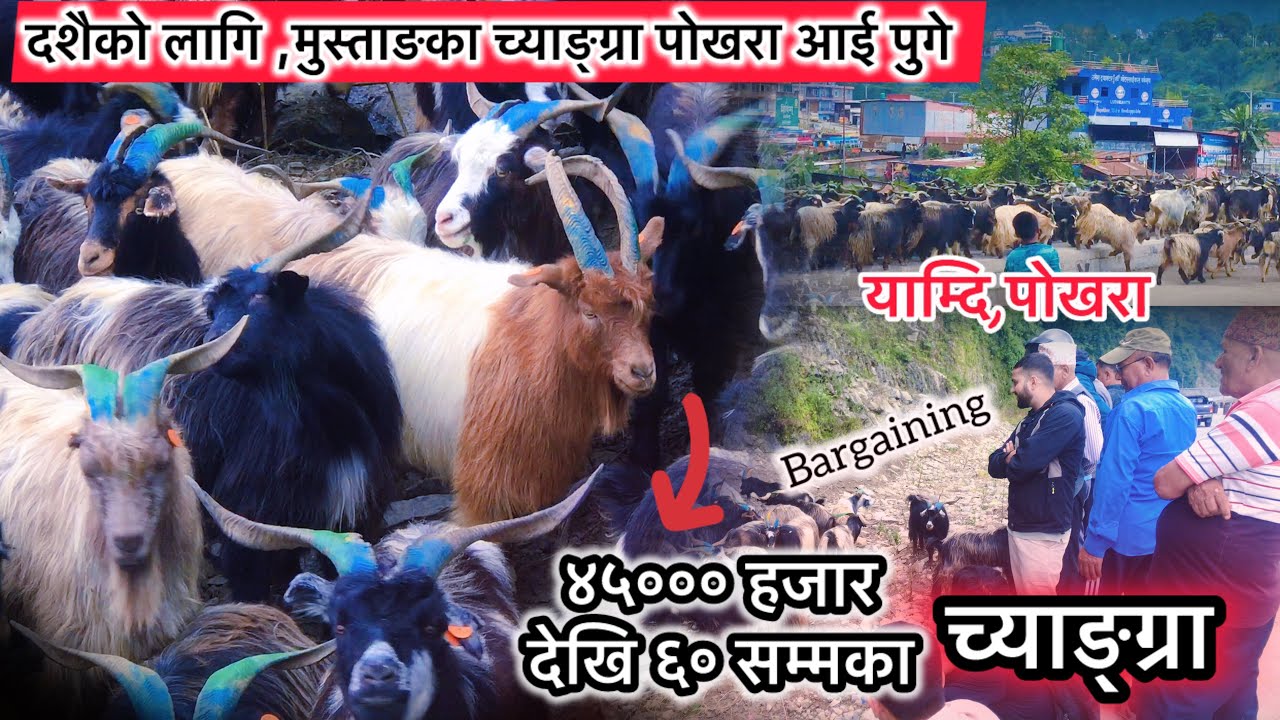 दशैको लागि च्याङ्ग्रा पोखरा आइपुगे / DASHAIN 2082 / POKHARA NEPAL.