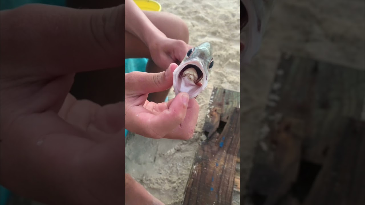 Catching fish, and one has a parasite!  #MondayDigs #TreasureFam #fishing #beach #wedigit