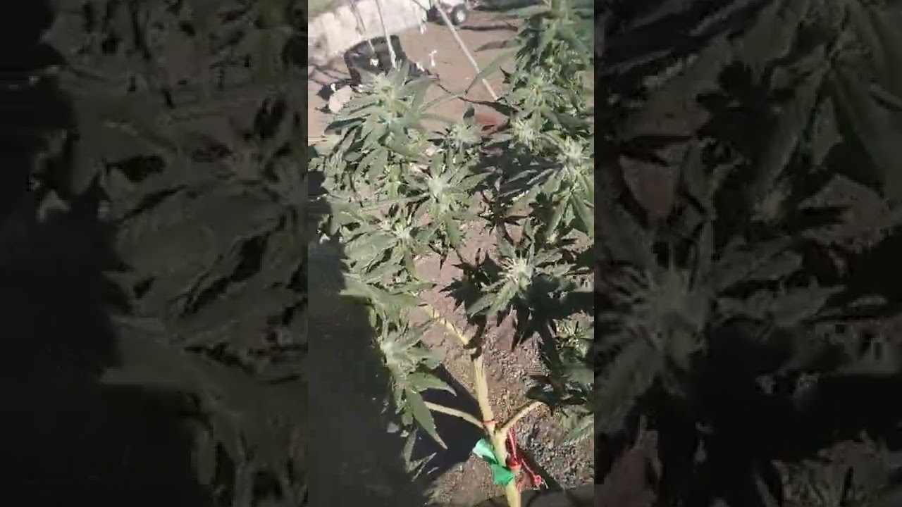 ghost train Haze week 6 y'all.. just some head stash before croptober hits.