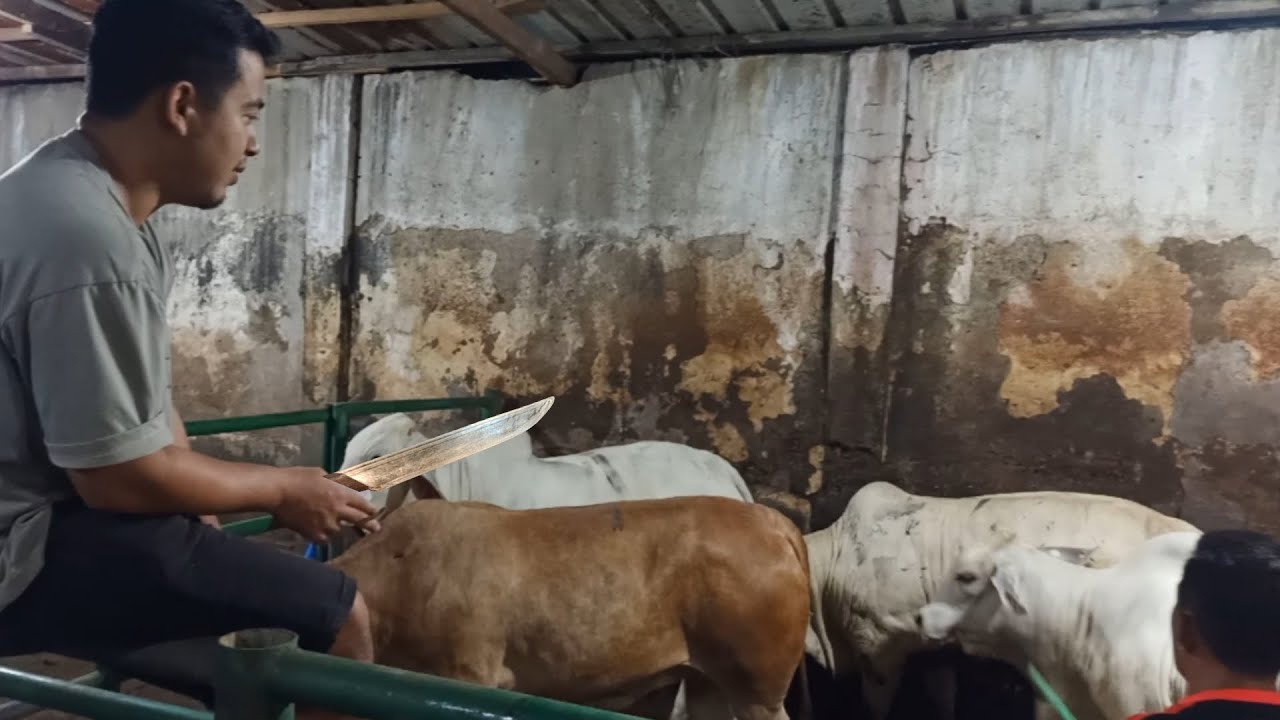 MOTONG 4 EKOR SAPI LOKAL❗JENIS SAPI BX DAGINGNYA PADAT MENGUNTUNGKAN