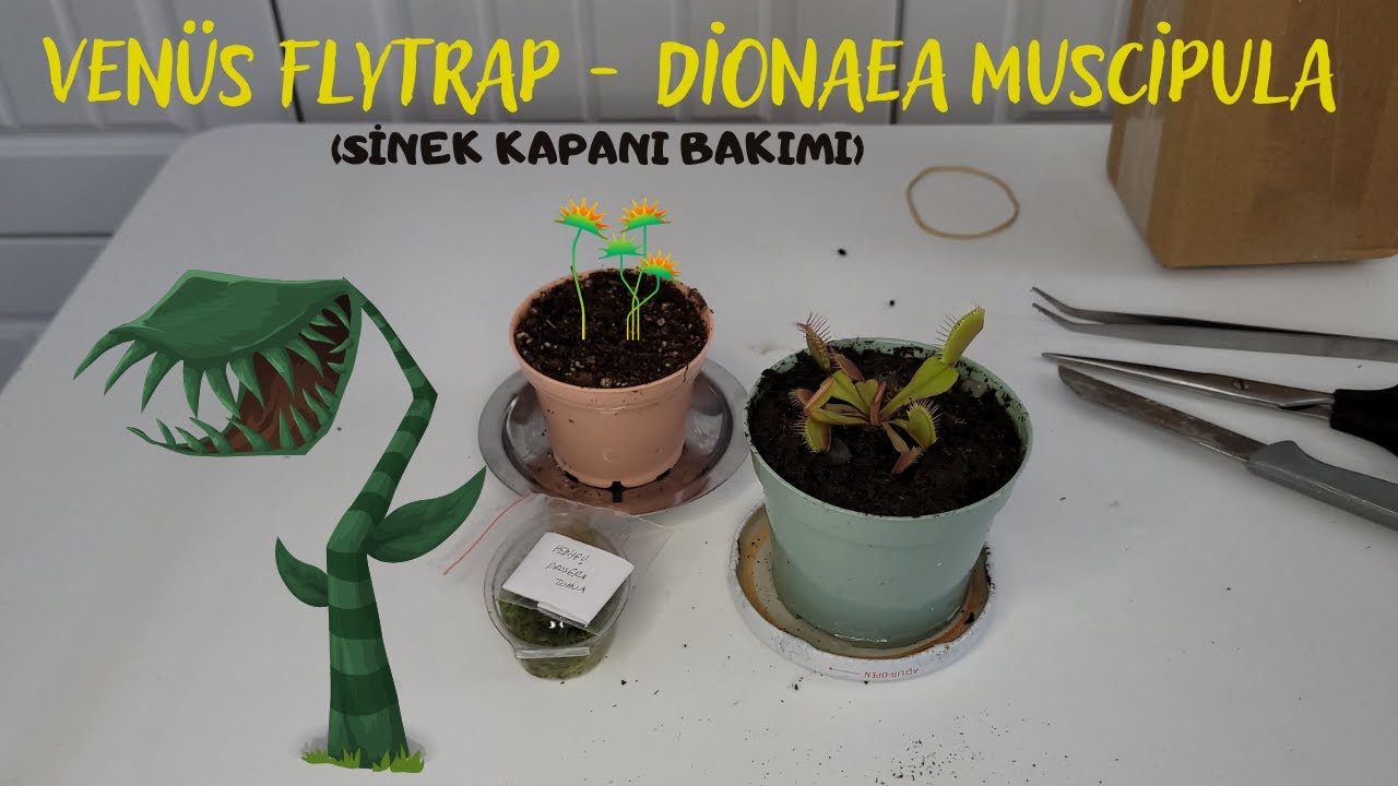 Venüs Fly Trap  (Dionaea muscipula) - Sinek Kapanı Bakımı