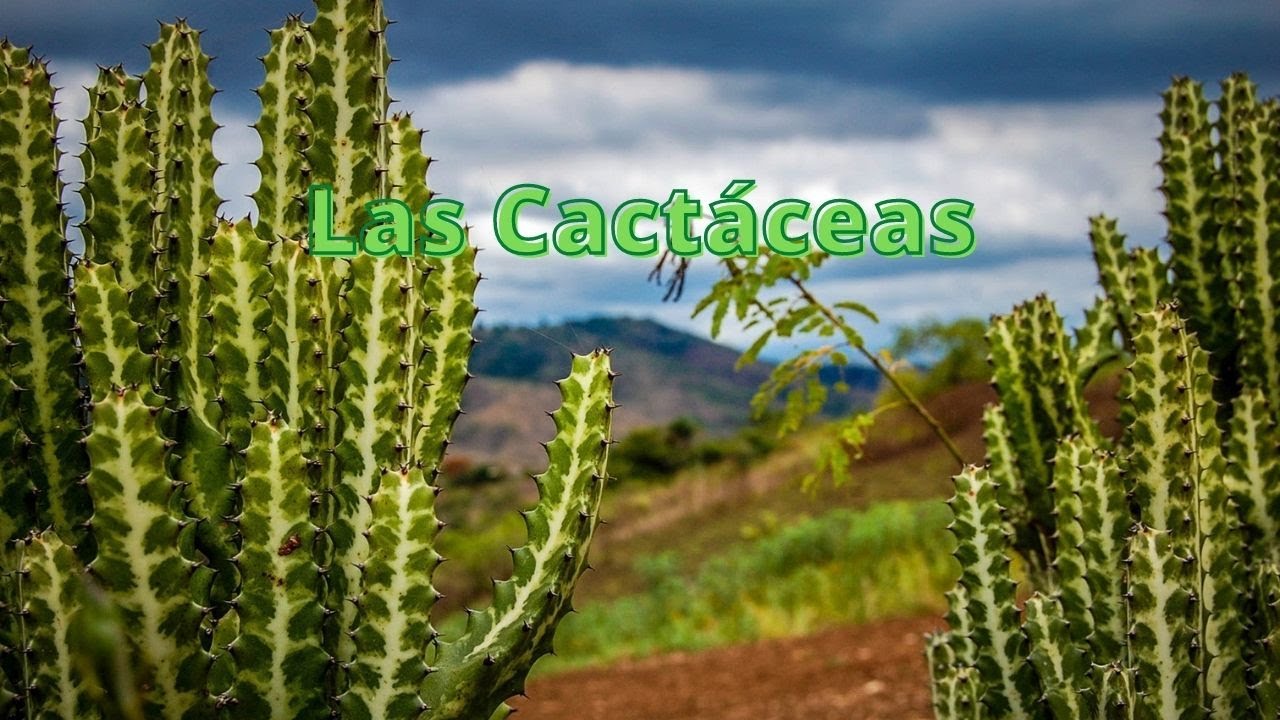 Las Cact&aacute;ceas