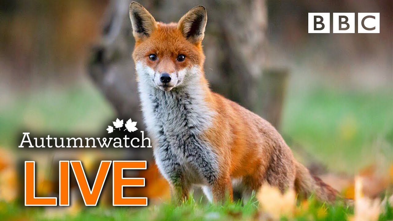 Cute wildlife cams UK 29 Oct 🦔🐾🐿 | BBC Autumnwatch