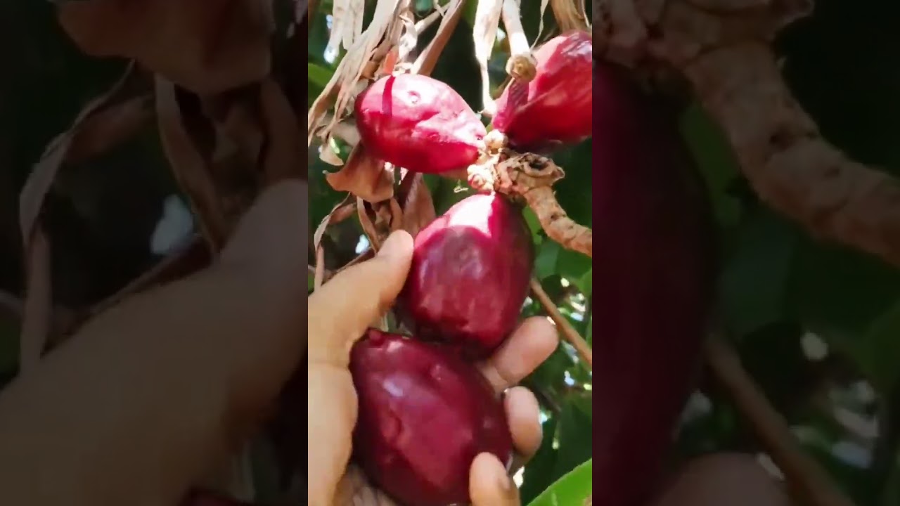 Easy water apple harvesting skills #farming #agriculture #shorts