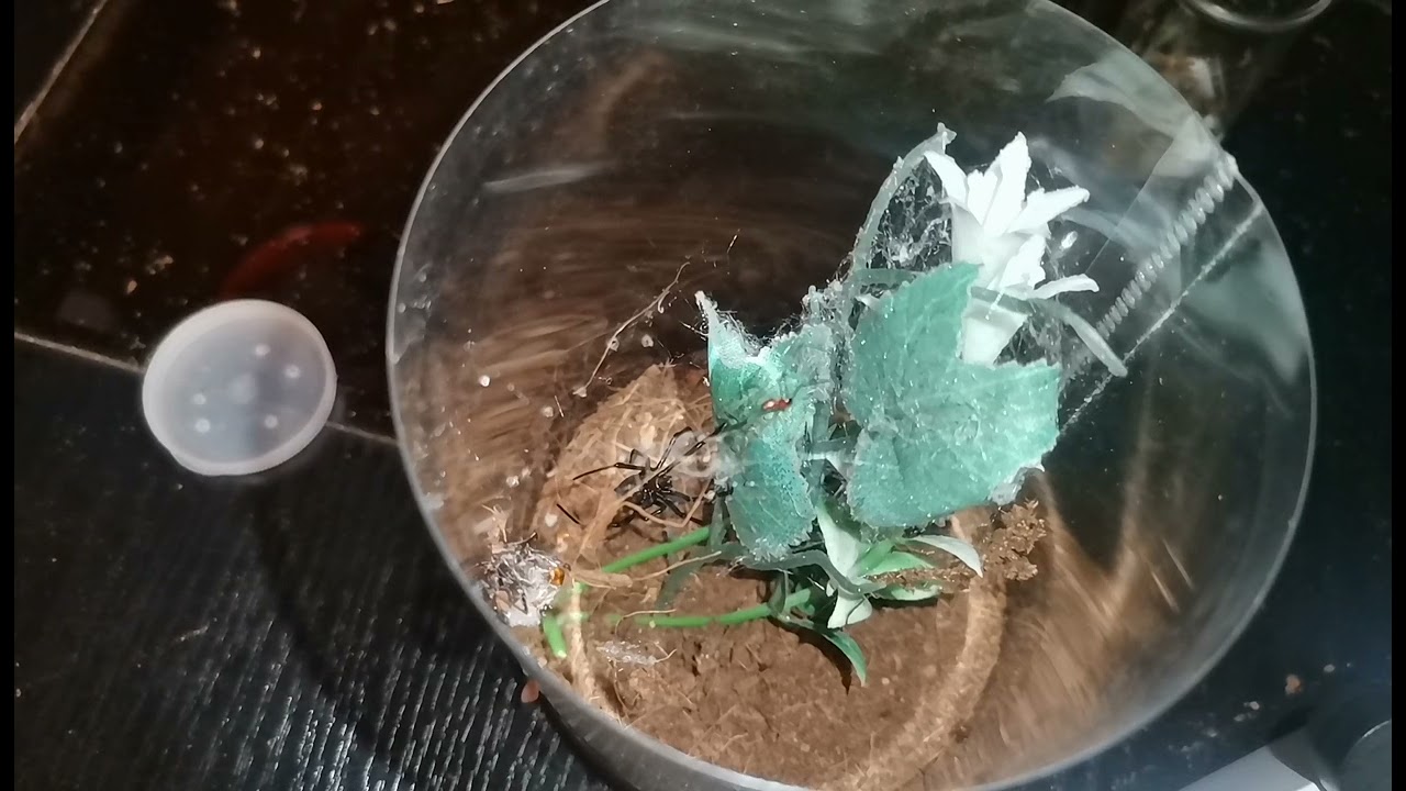 Kopulacja. Latrodectus menavodi. Czarna wdowa😋😁