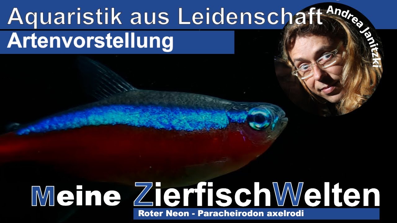Meine ZierfischWelten   Roter Neon - Paracheirodon axelrodi