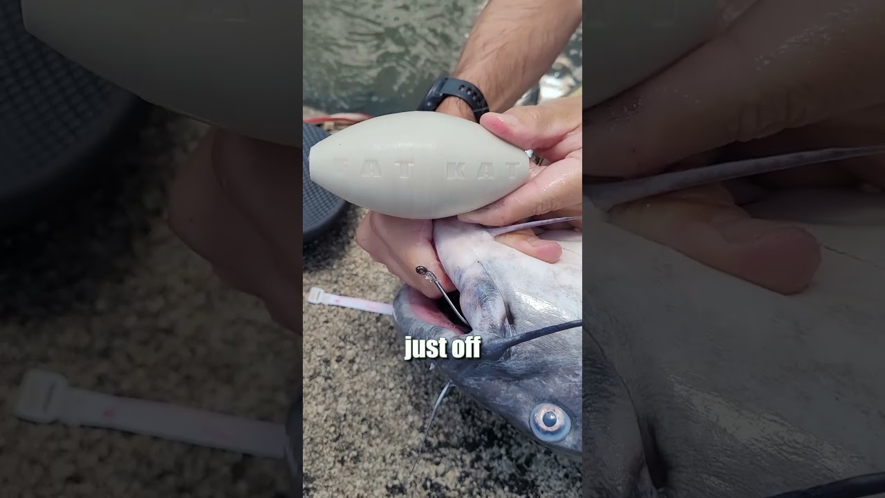 Как поймать больше речного сома: ловля плоскоголового, синего и канального сома? Лучшие снасти дл...