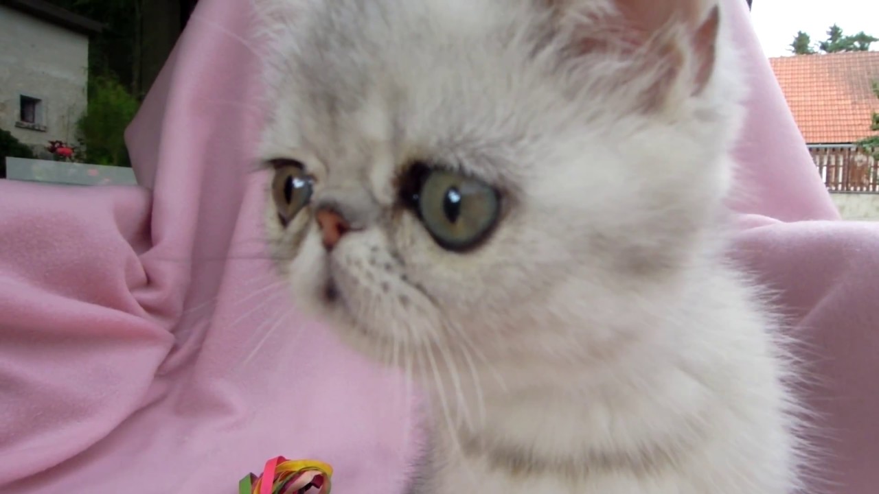 Eucker´s Captain Future, exotic shorthair male at 10 weeks