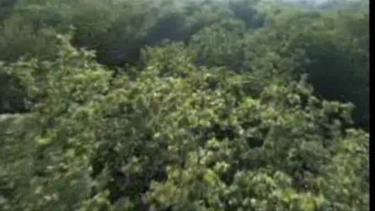 Tranquility of Nature (HD)