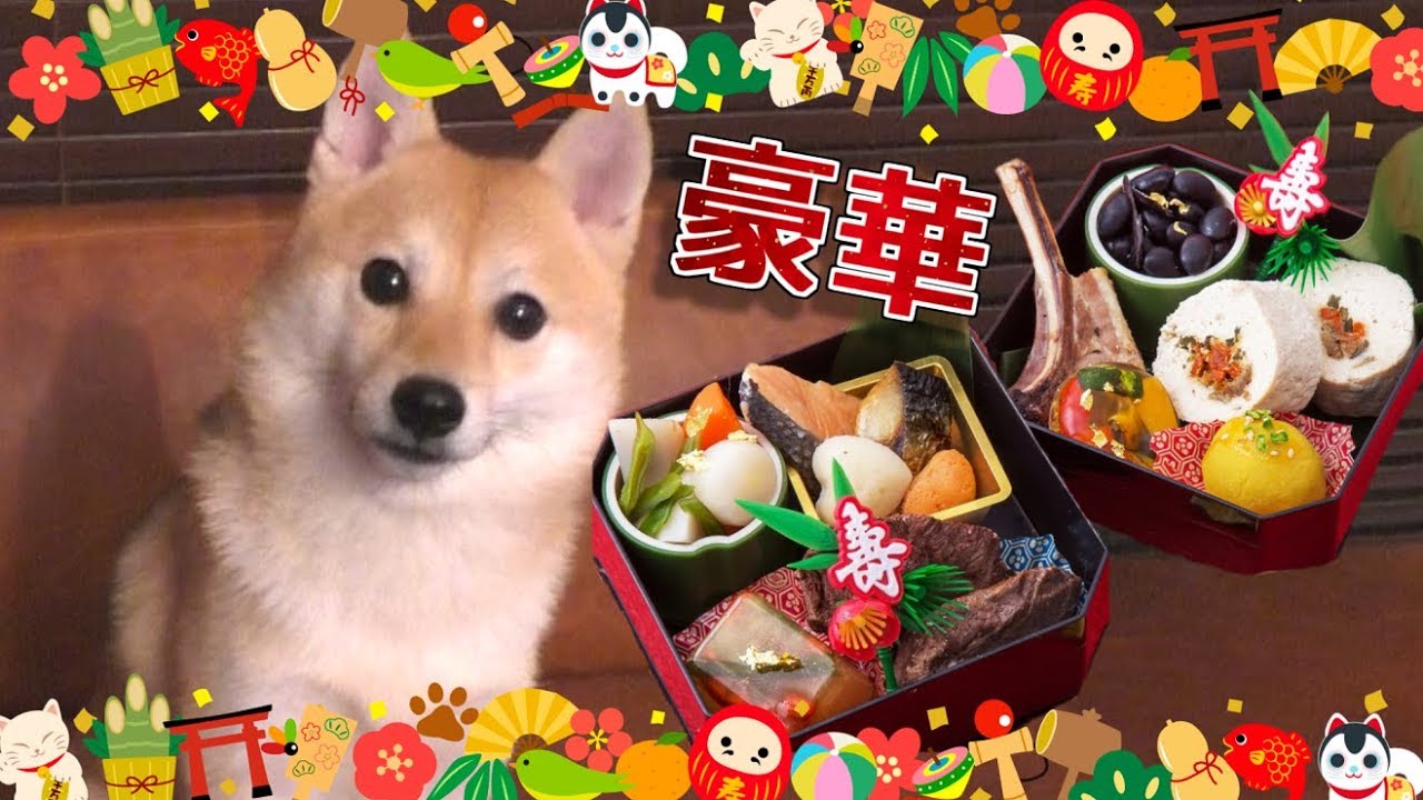 犬用の超豪華おせち料理の食いつきが凄い！！