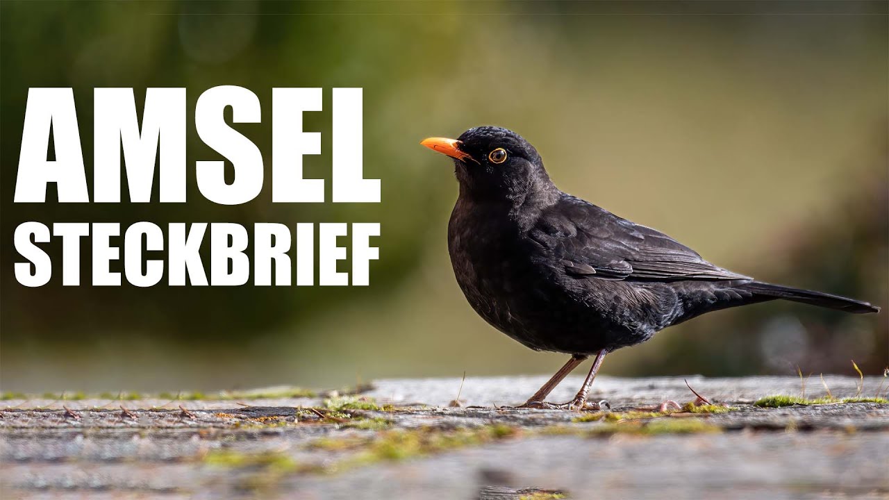 Die Amsel - Steckbrief (Aussehen, Gesang und mehr)