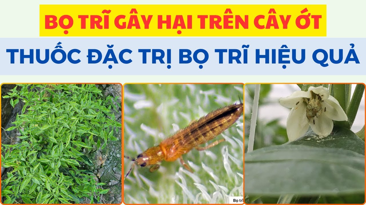 Bọ Trĩ, Bù Lạch, Rầy Lửa Gây Hại Trên Cây Ớt | Thuốc Đặc Trị Bọ Trĩ Trên Cây Ớt | BVTV Nông Tâm #1
