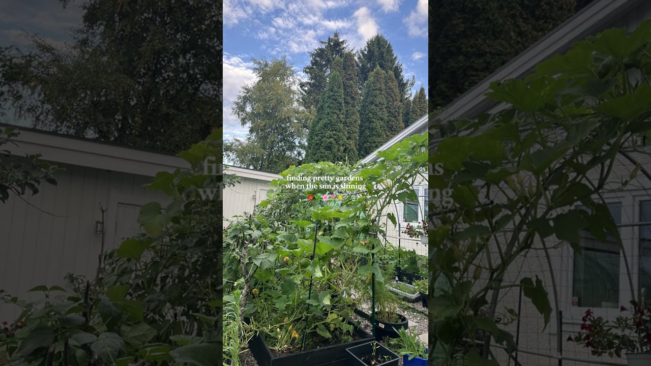 Glimpse of My Garden Life 🌻 | Veggies & Vibes 