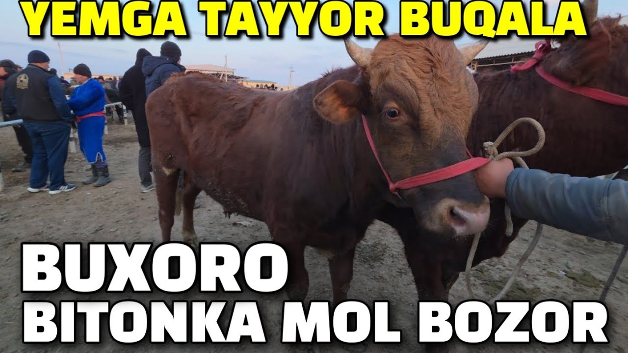 БУХОРО ШАХАР БИТОНКА МОЛ БОЗОР 01.03.2026 ЙЕМГА ТАЙЁР БУКА НАРХЛАР 