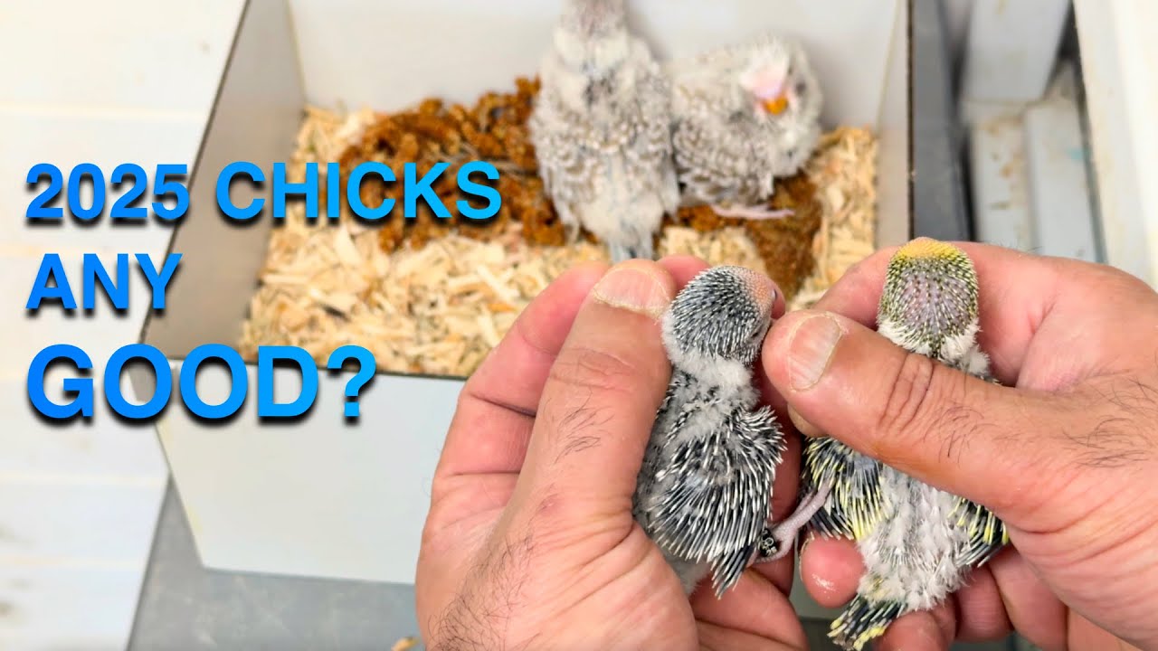 Budgie Breeding 2025 | First Chicks & Mutation Guide + Essential Care Tips for Red Mites Prevention