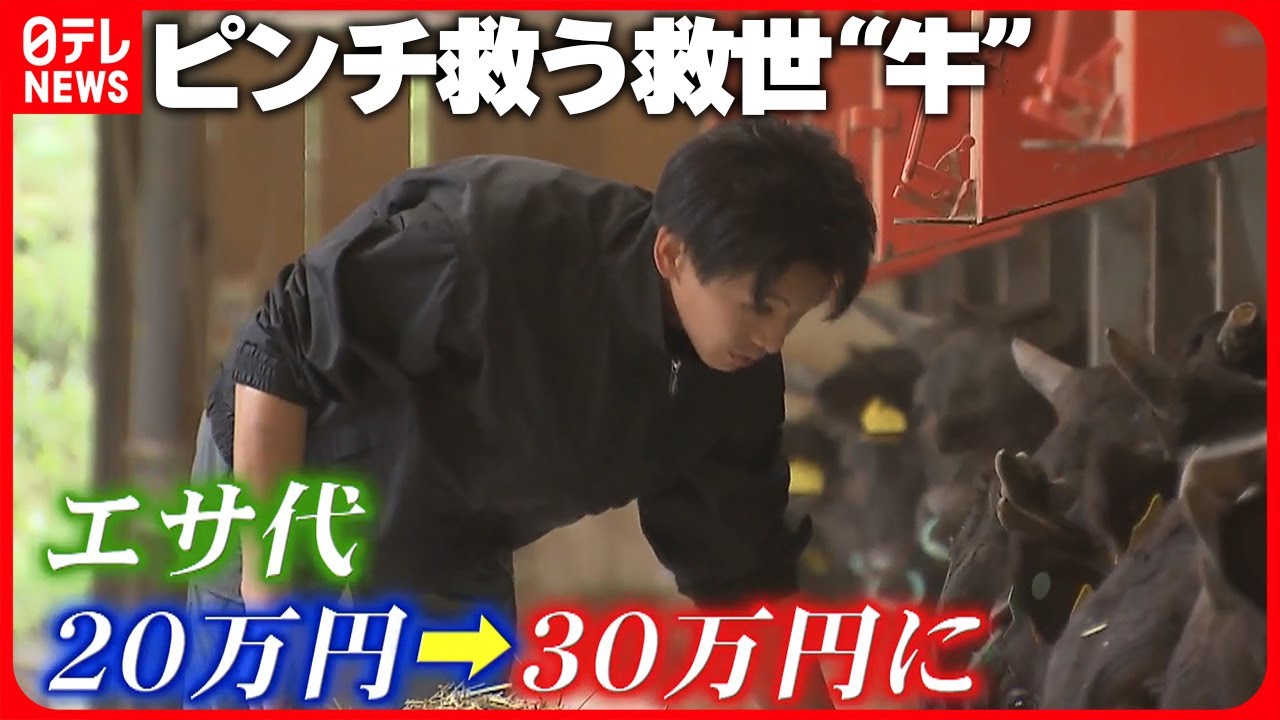【期待】エサ代“1日30万円”… 厳しい食肉業界を救う種牛