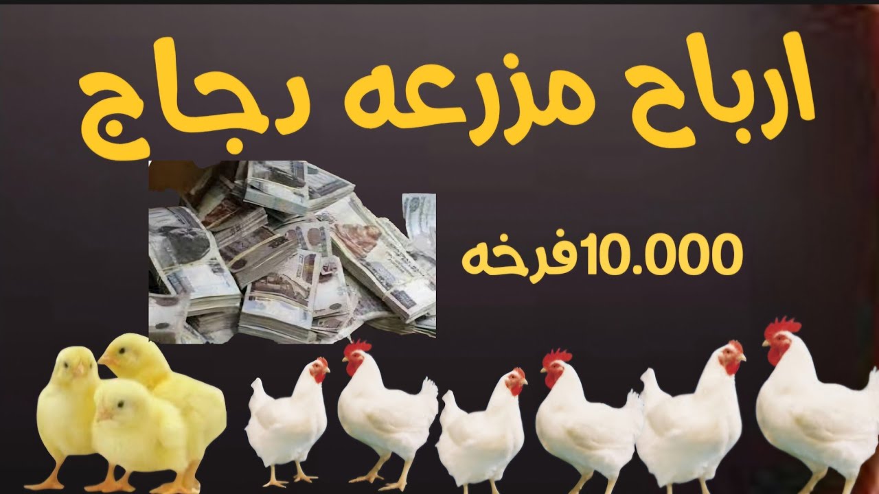 ‪دراسه جدوه(10ا)لاف فرخه #أرباح #دواجن_اون_لا_