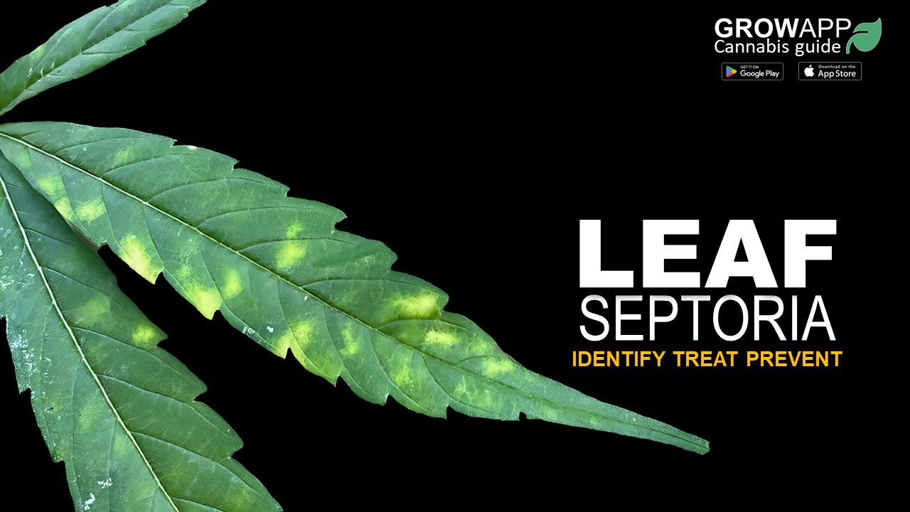 Leaf Septoria (Yellow Leaf Spots) | How to identify, treat, and prevent on cannabis plants