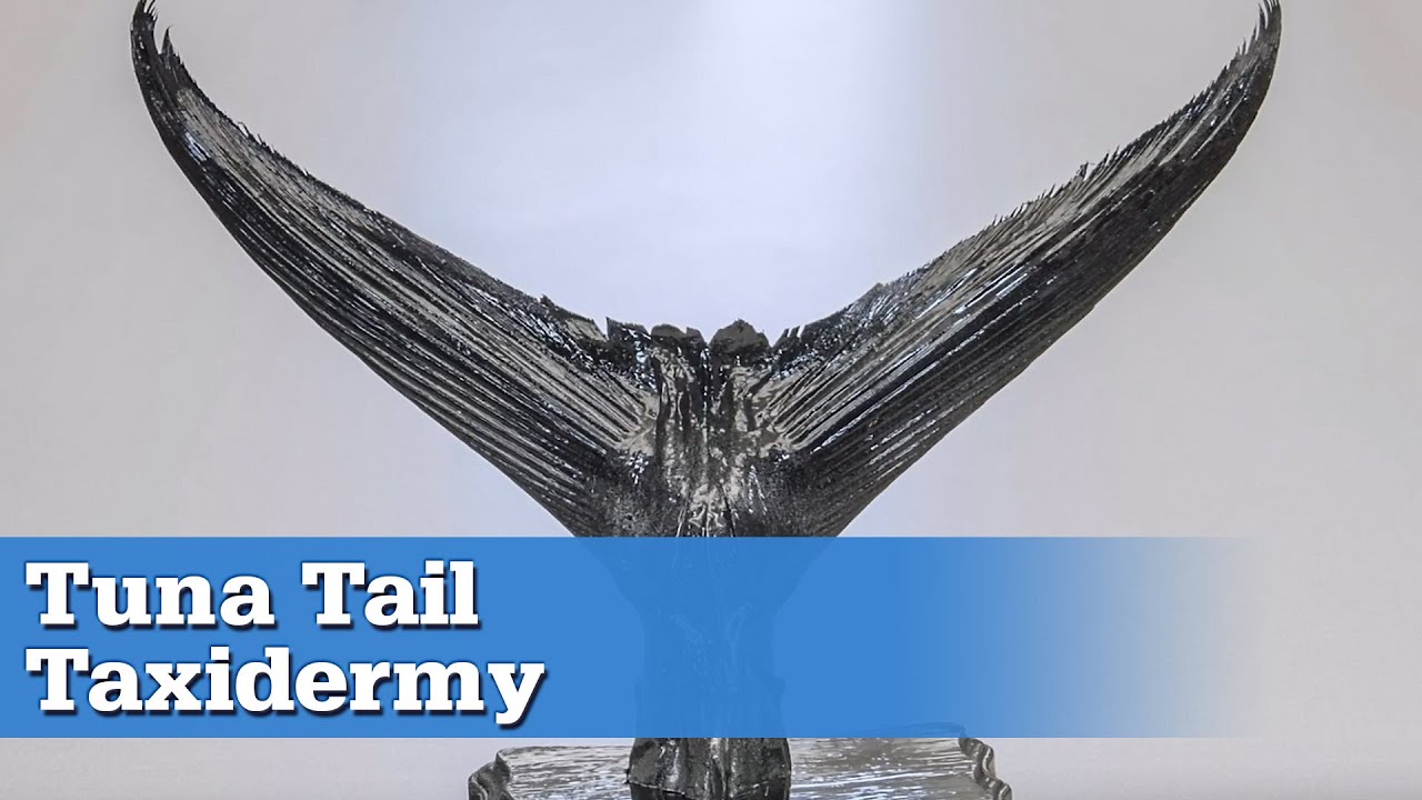 How To: Tuna Tail Taxidermy at Home