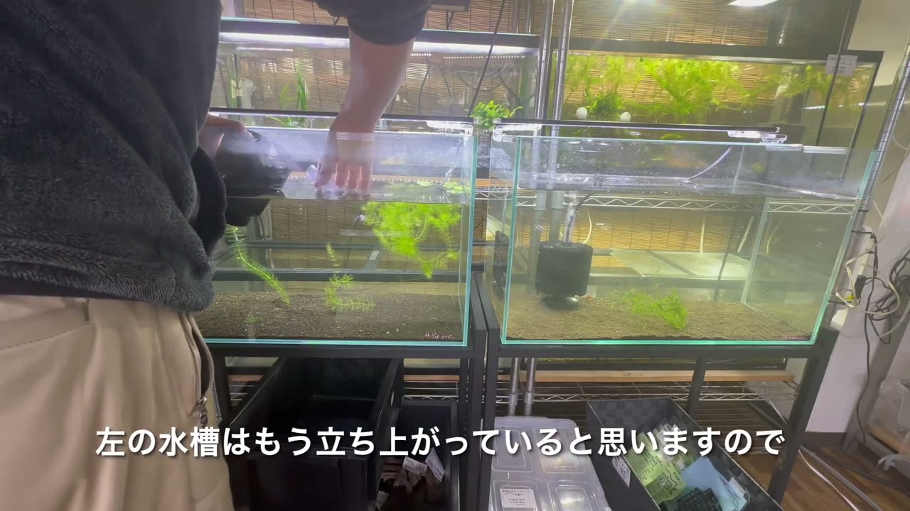【店長のえび水槽メンテナンス】＃スポンジフィルター投入＃バクテリア＃シュリンプバクター86添加