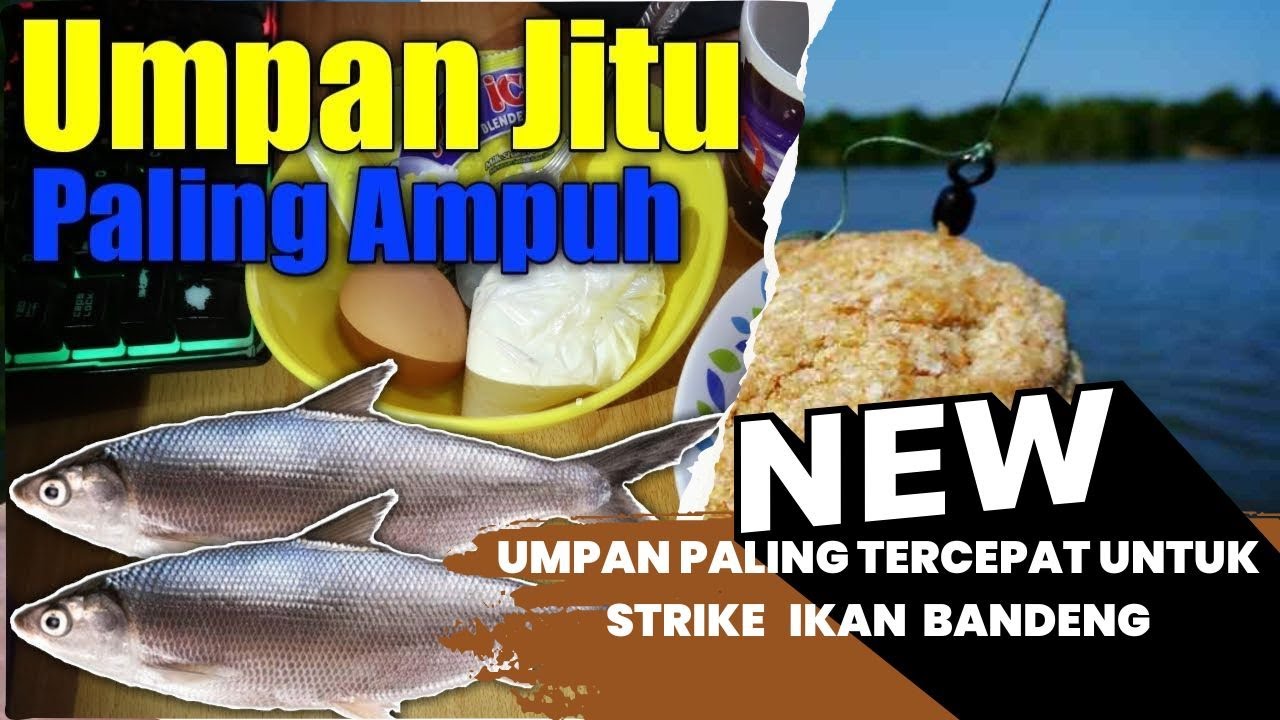 Ini Rahasianya..!!! Umpan Jitu Ikan Bandeng Liar || Cara Membuat Umpan Bandeng Paling Ampuh