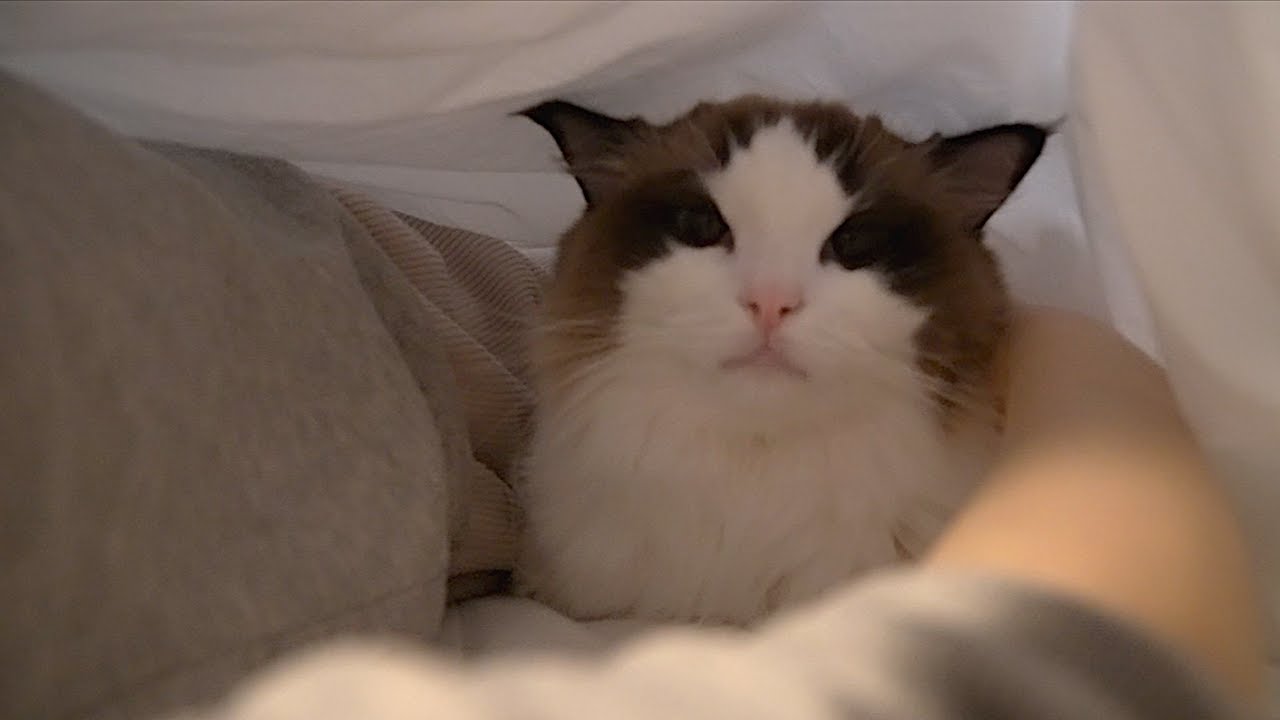 이불 속에서 집사랑 같이 자는 고양이 (젬마의 하루)