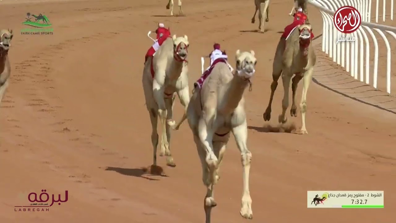 ش2 البدع لـ هجن الشحانية (مهرجان خادم الحرمين الشريفين 01-02-2025م) كأس الجذاع قعدان مفتوح 9:11:37