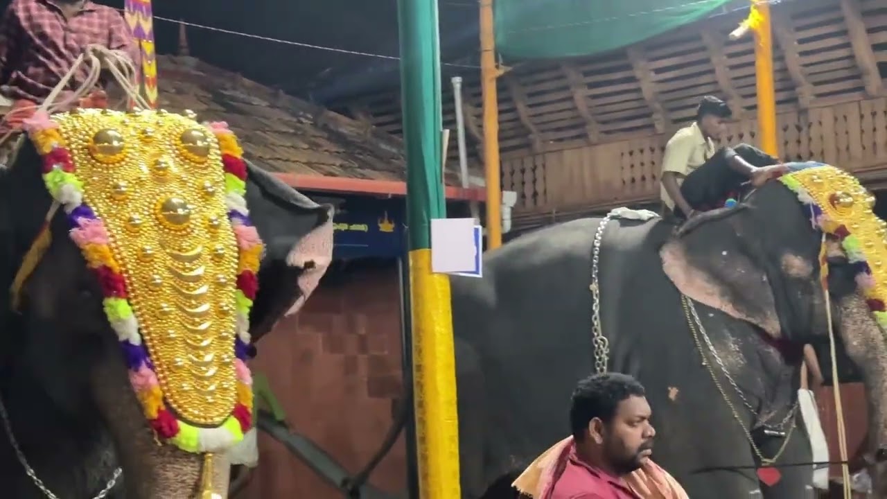 ഗജറാണിമാർ ❤️🔥കുമാരനല്ലൂർ ❤️