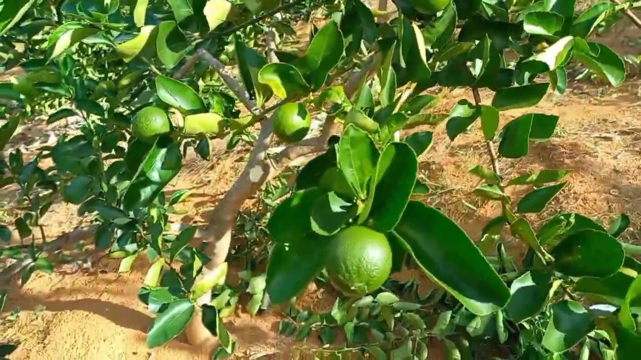 A importância das podas nas frutíferas