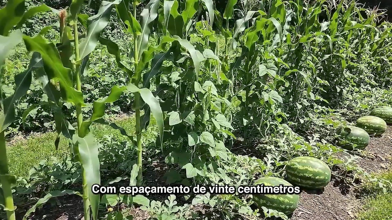 Zona Rural TV - Programa em Campo