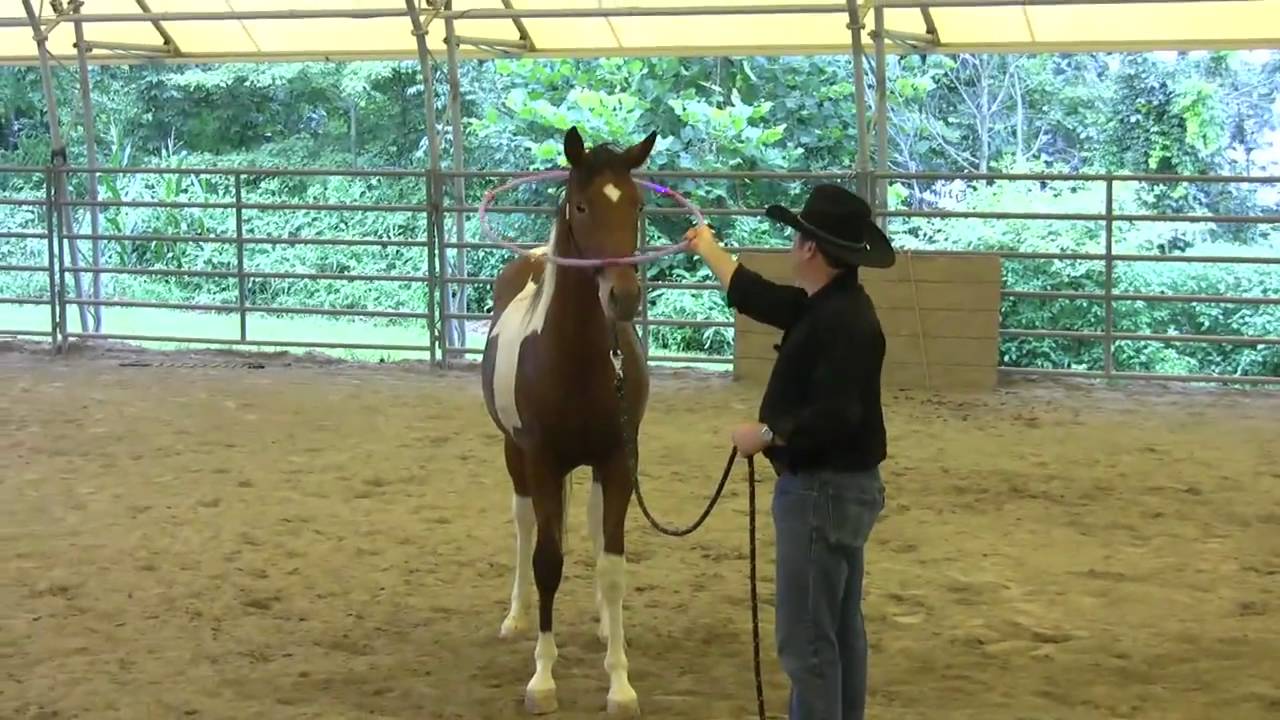 Day 7 - SCEA Rescue Horse - Desensitizing to hula hoops, toys & learning to tie