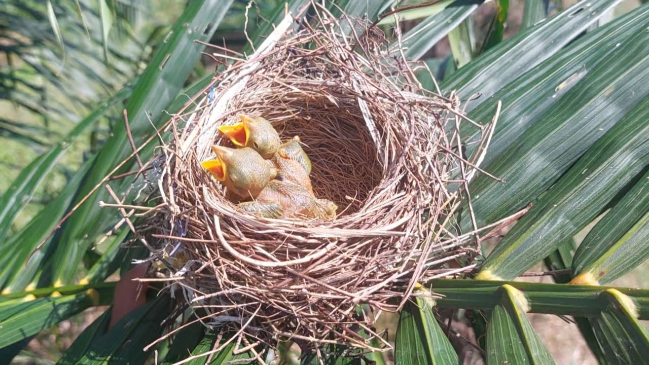 Mencari sarang burung cendet di lokasi baru‼️