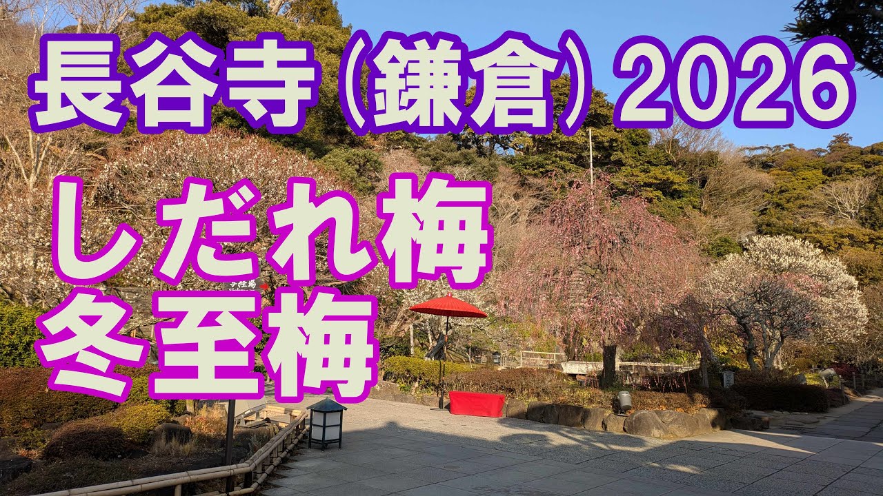 長谷寺(鎌倉)　しだれ梅　冬至梅　2026年