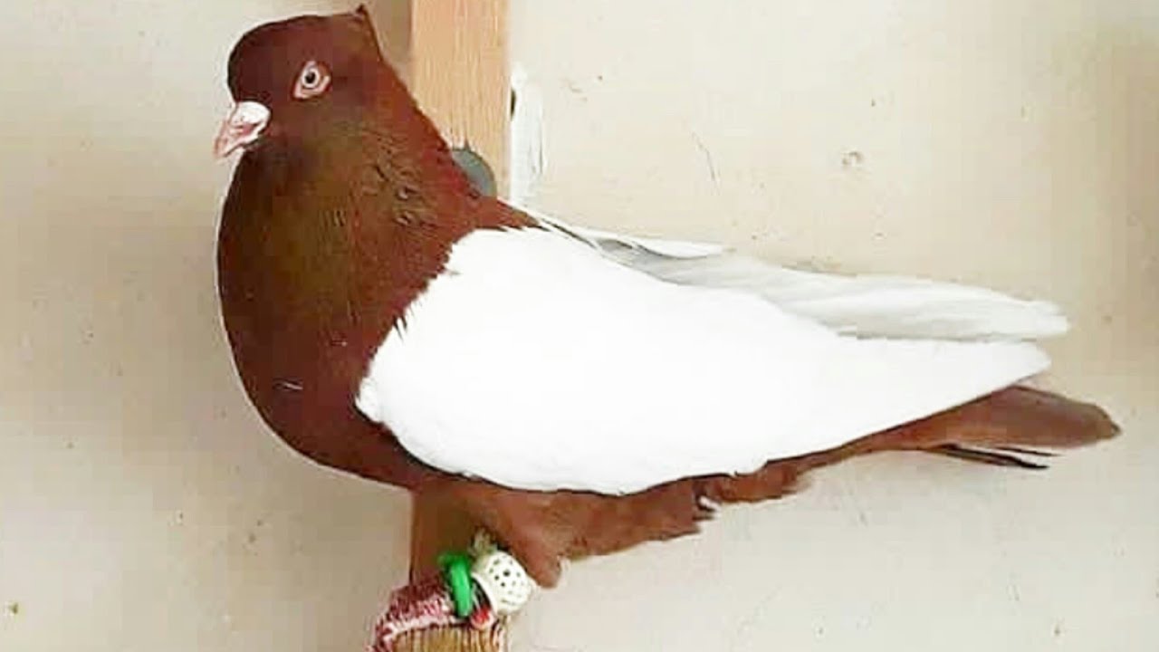 Kabootar pigeon