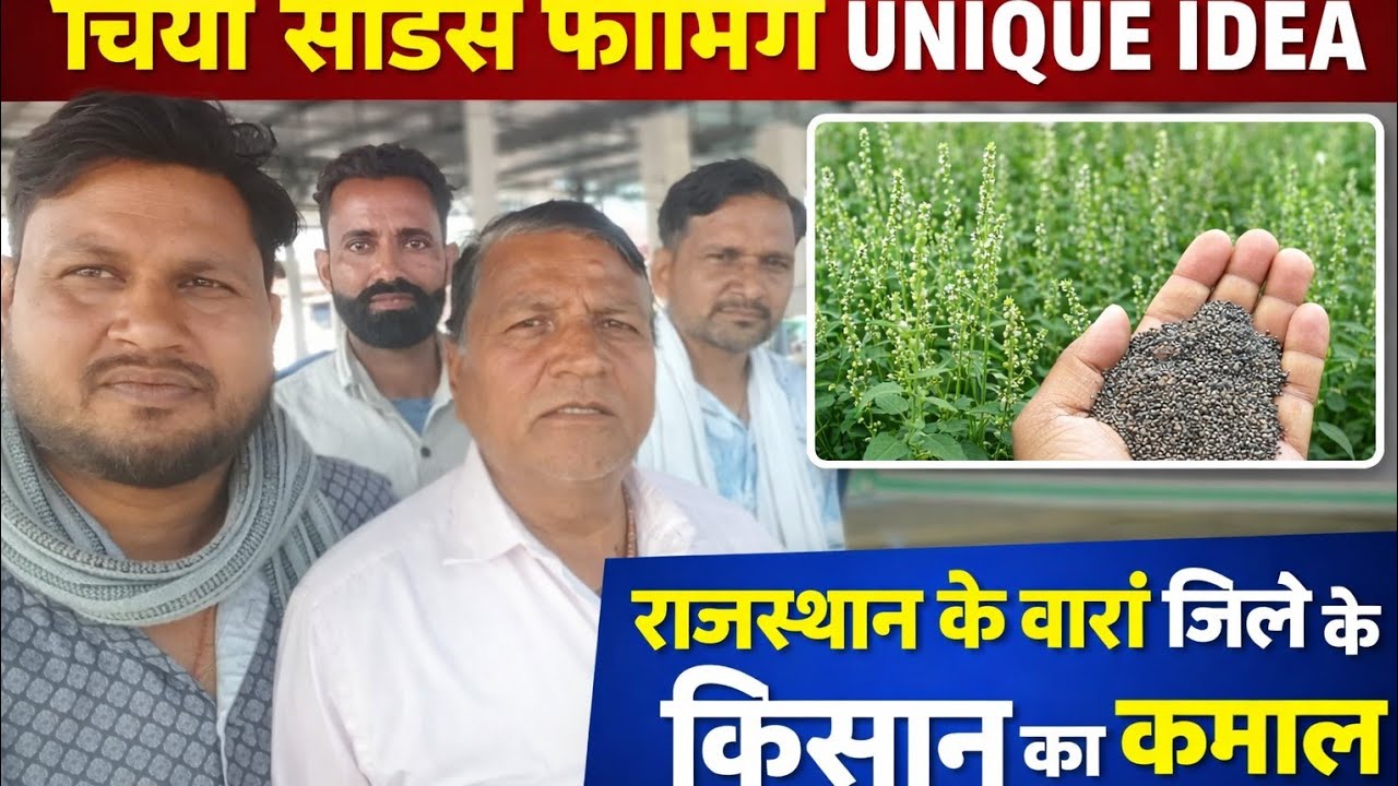 👉 पहली बार चिया सीड्स की खेती में धमाल | बिना सिंचाई उगी औषधीय फसल | Chia Seeds Farming 
