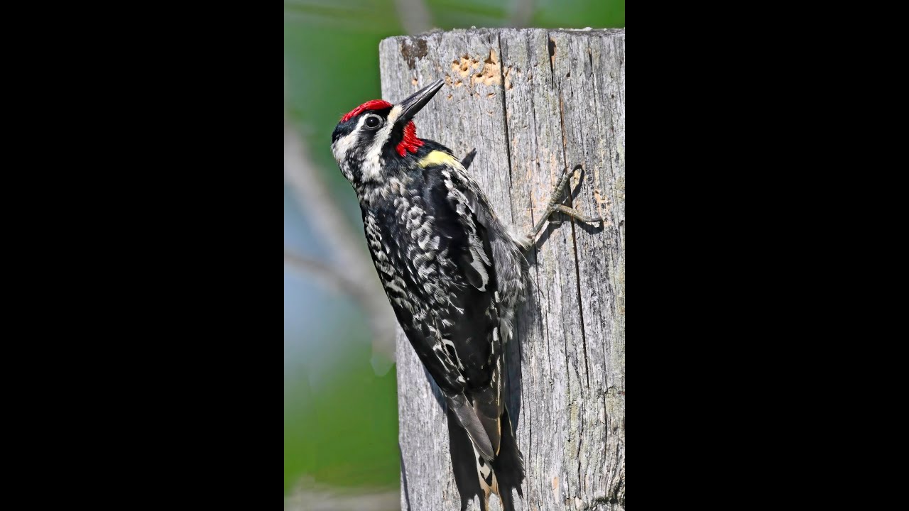 Yellow bellied Sapsucker   A Real Bird!