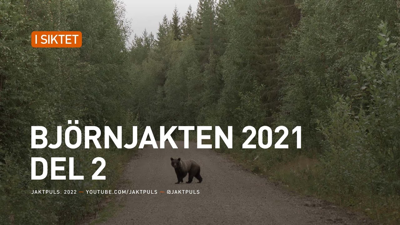 Björnjakten 2021 Del 2
