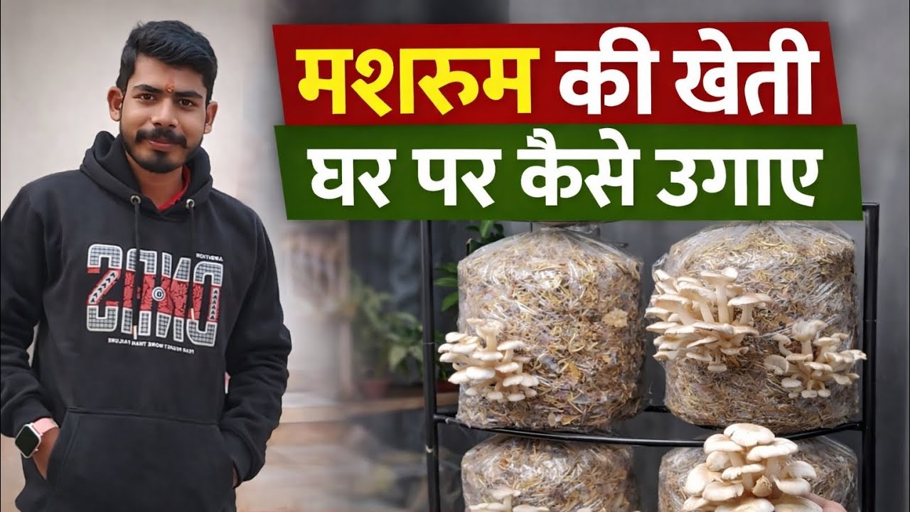मशरूम की खेती घर पर कैसे शुरू करें | Step by Step Guide