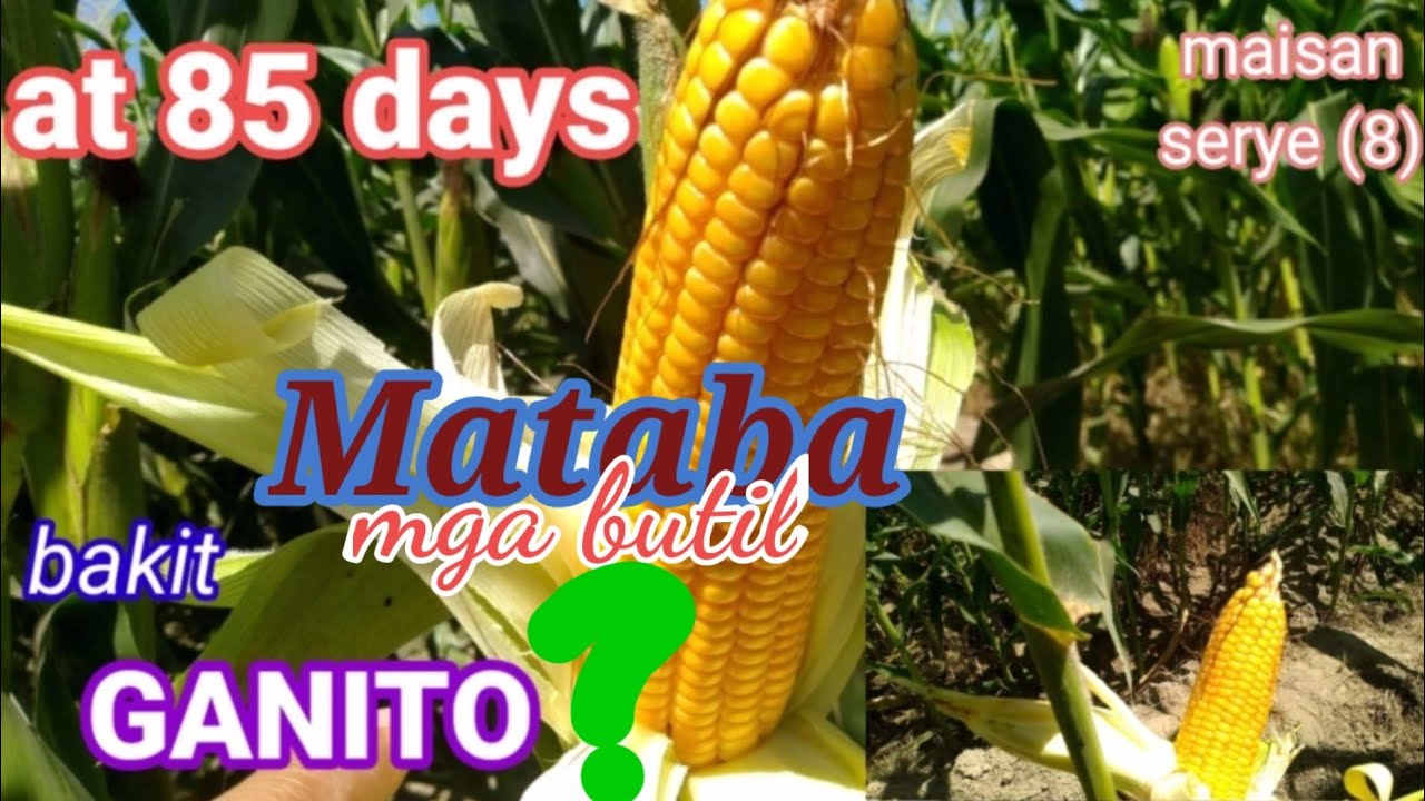 EPEKTO ng patubig sa🌽💦 HYBRID Yellow Corn at 85days. occ.mindoro.STCOMBOI.