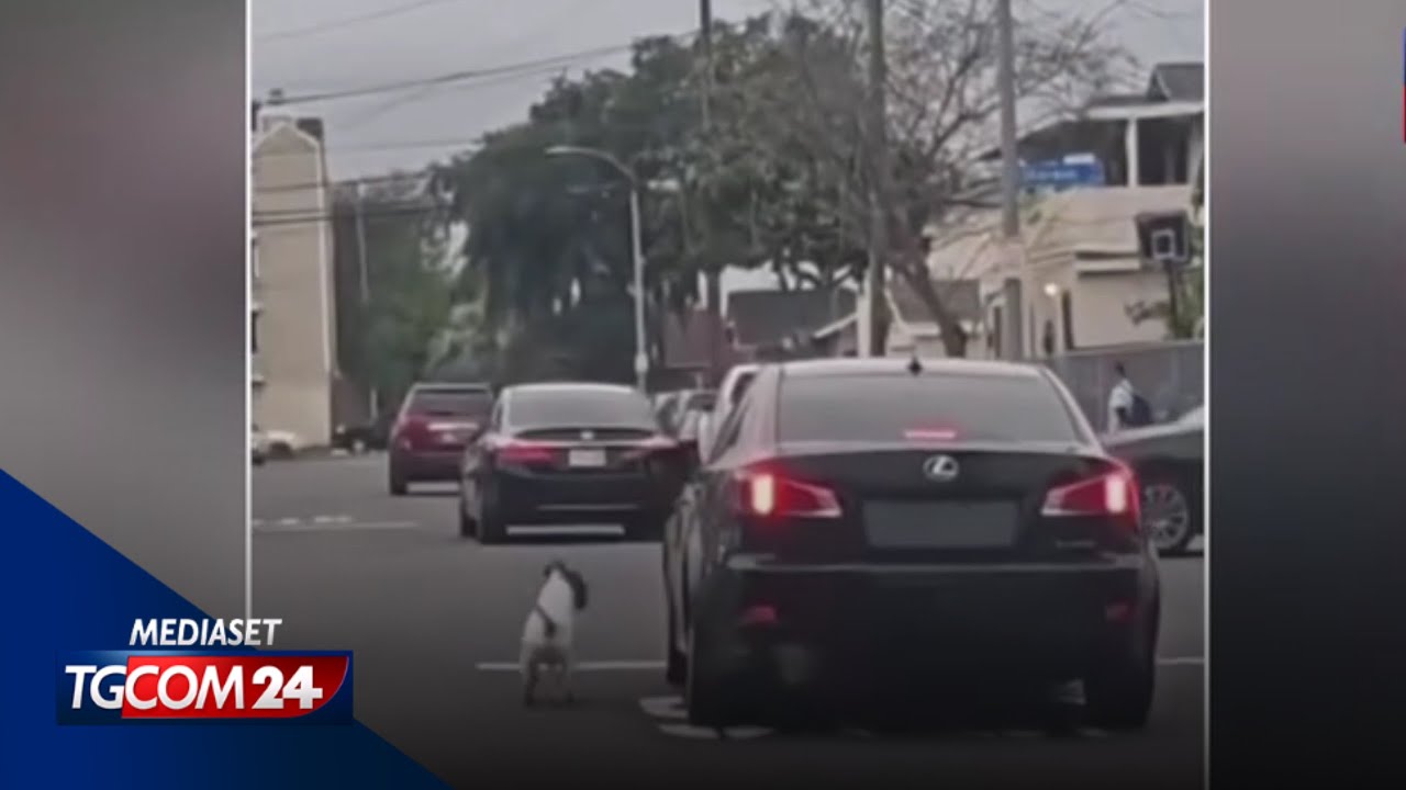 Lo straziante video del cane che insegue l'auto dei padroni che lo hanno abbandonato