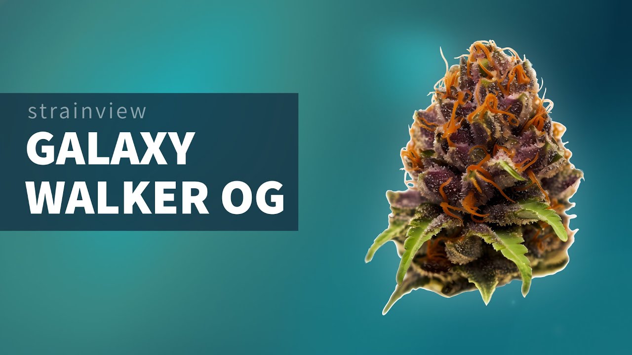 Galaxy Walker OG - StrainView