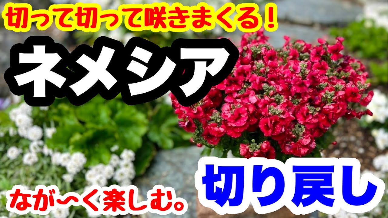 ◆蒸れる・カビる要注意！これで大丈夫【ネメシアの切り戻し】