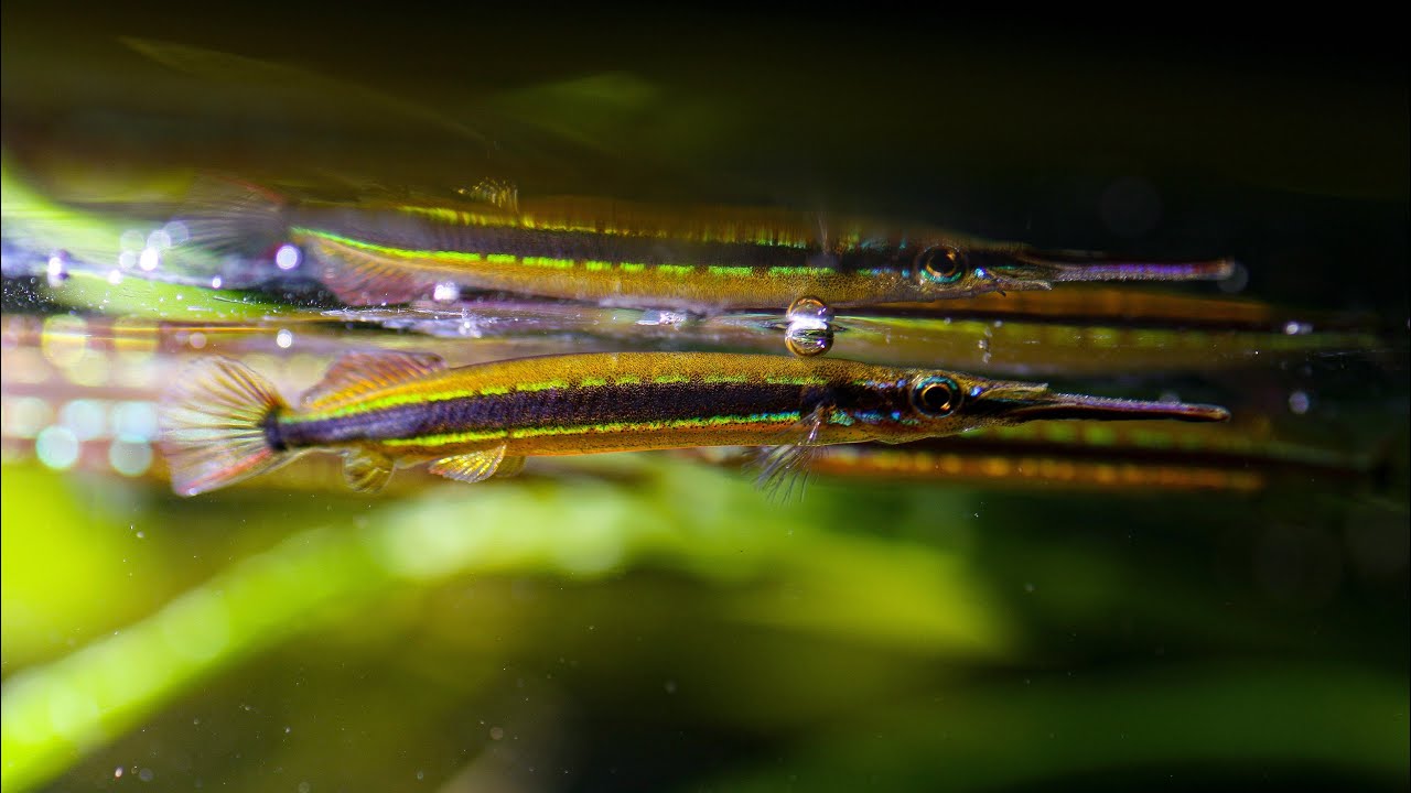Hemirhamphodon tengah- redline halfbeak spawning in my Borneo inspired nature aquarium