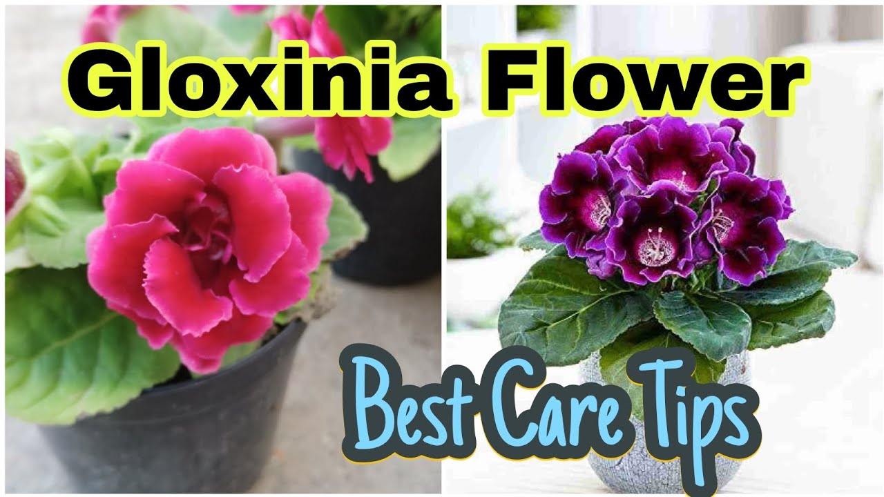 Best Care Tips for Gloxinia Flower #gloxinia flower #purple gloxinia flower #gloxinia flower care