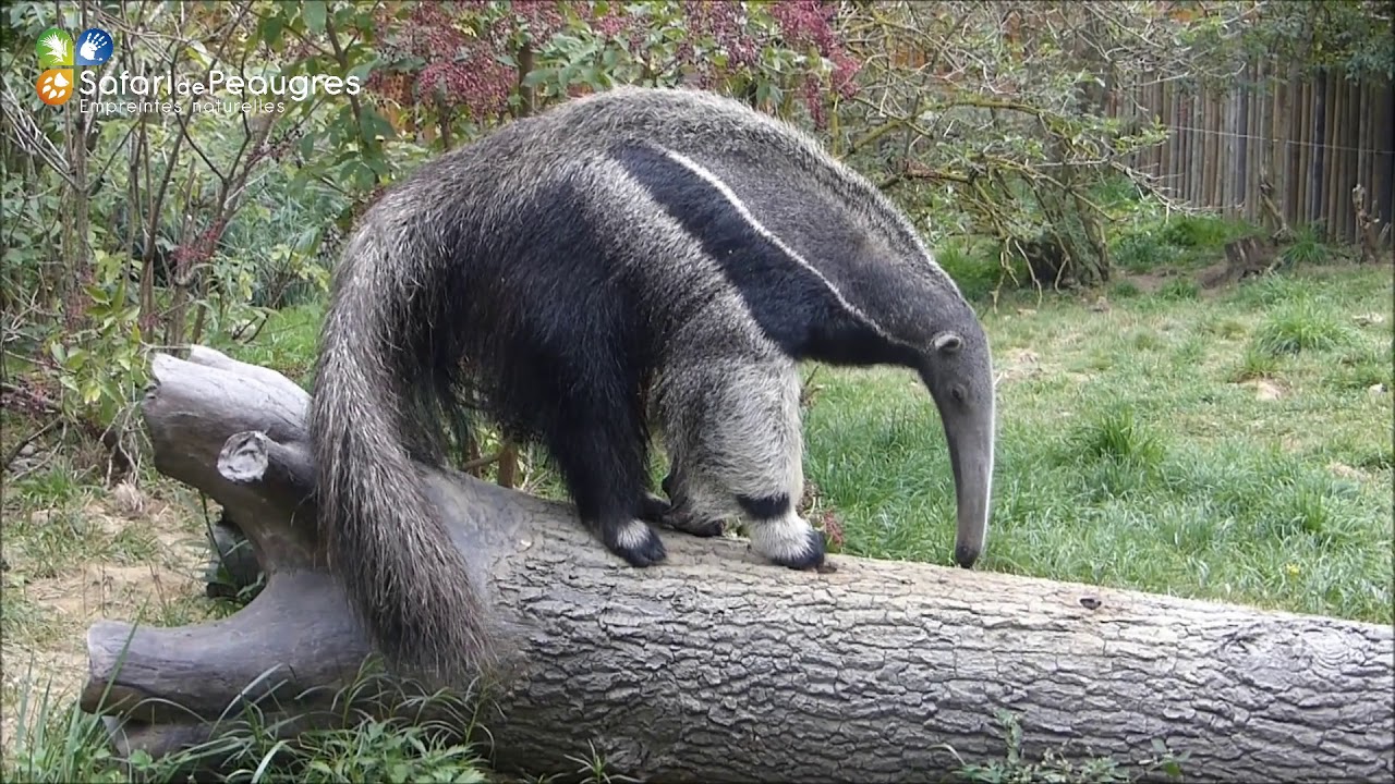 Fourmilier au Safari de Peaugres