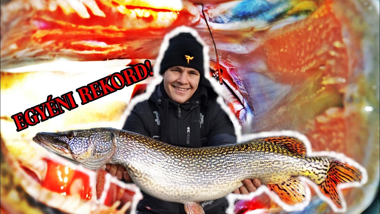 Horgászat csukára  élettelen csalihallal // Egyéni REKORD! (PB Pike With Ledgered Deadbait)